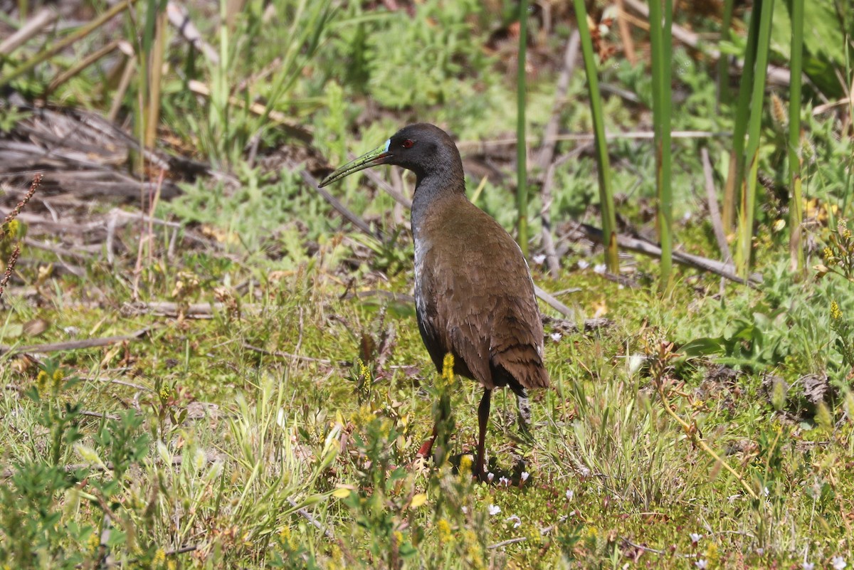 blyrikse - ML646841138