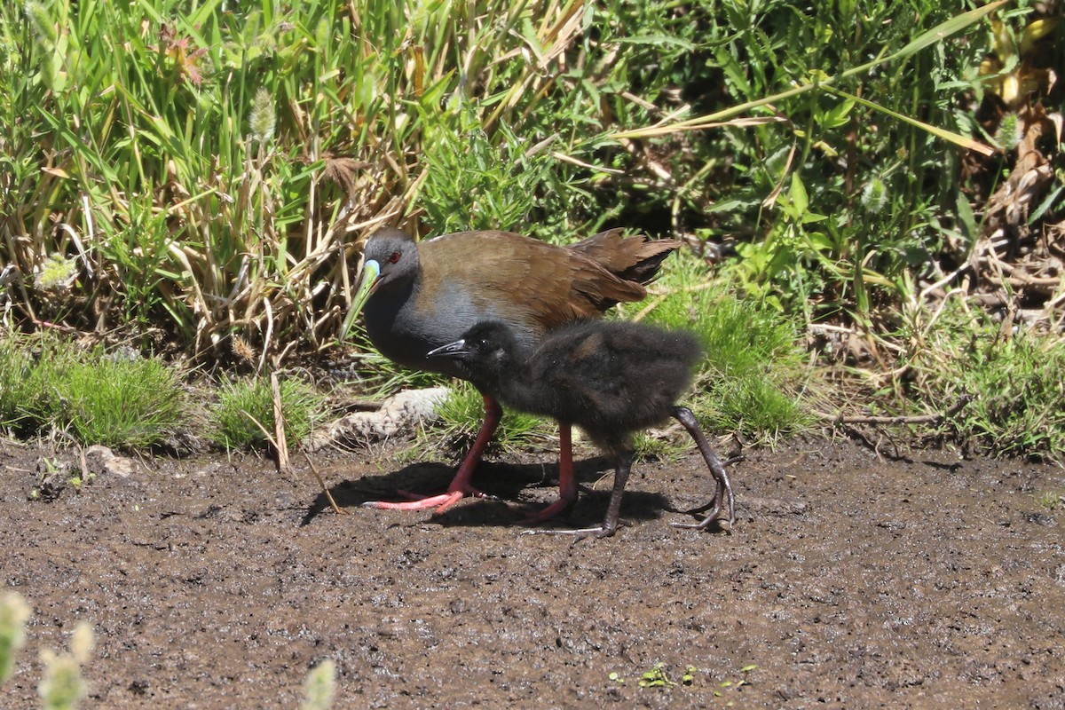 blyrikse - ML646841139