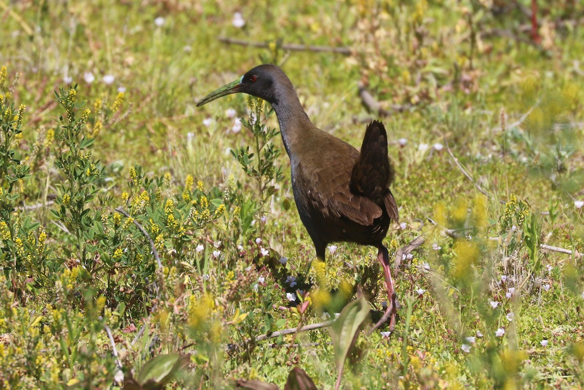 blyrikse - ML646841140