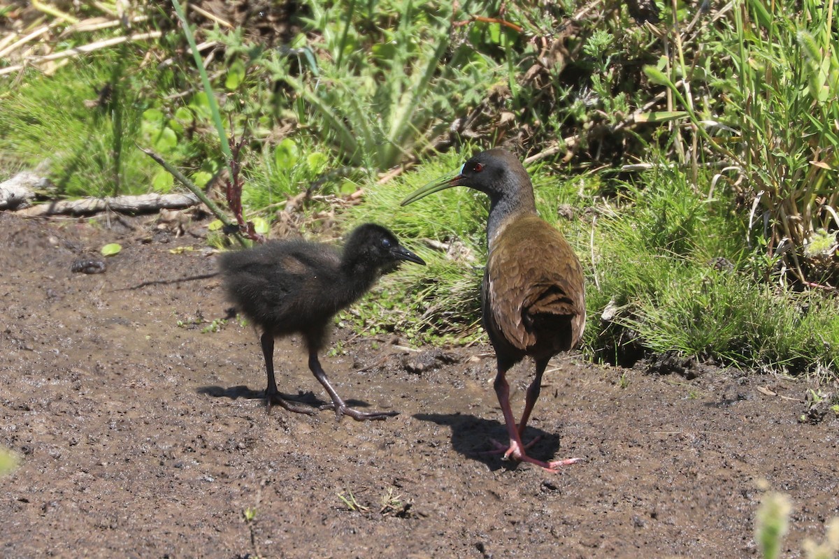 blyrikse - ML646841141