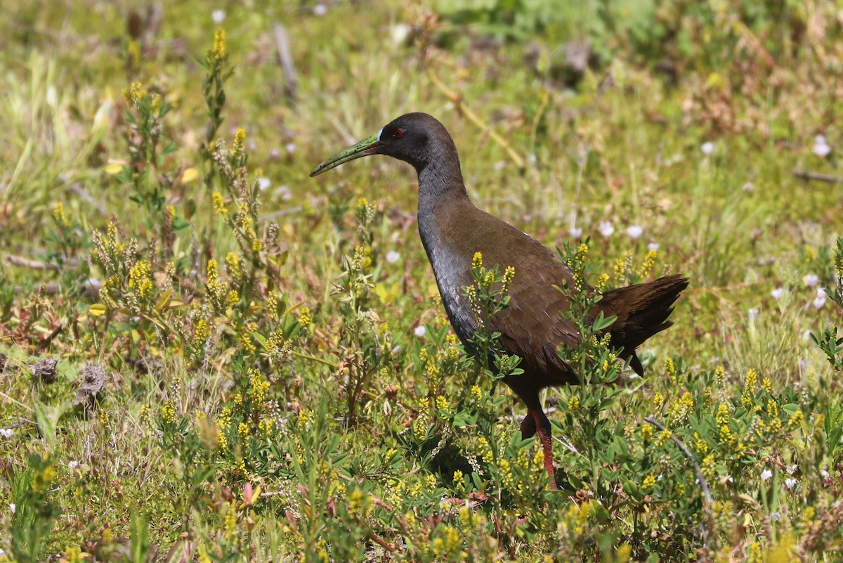 blyrikse - ML646841142