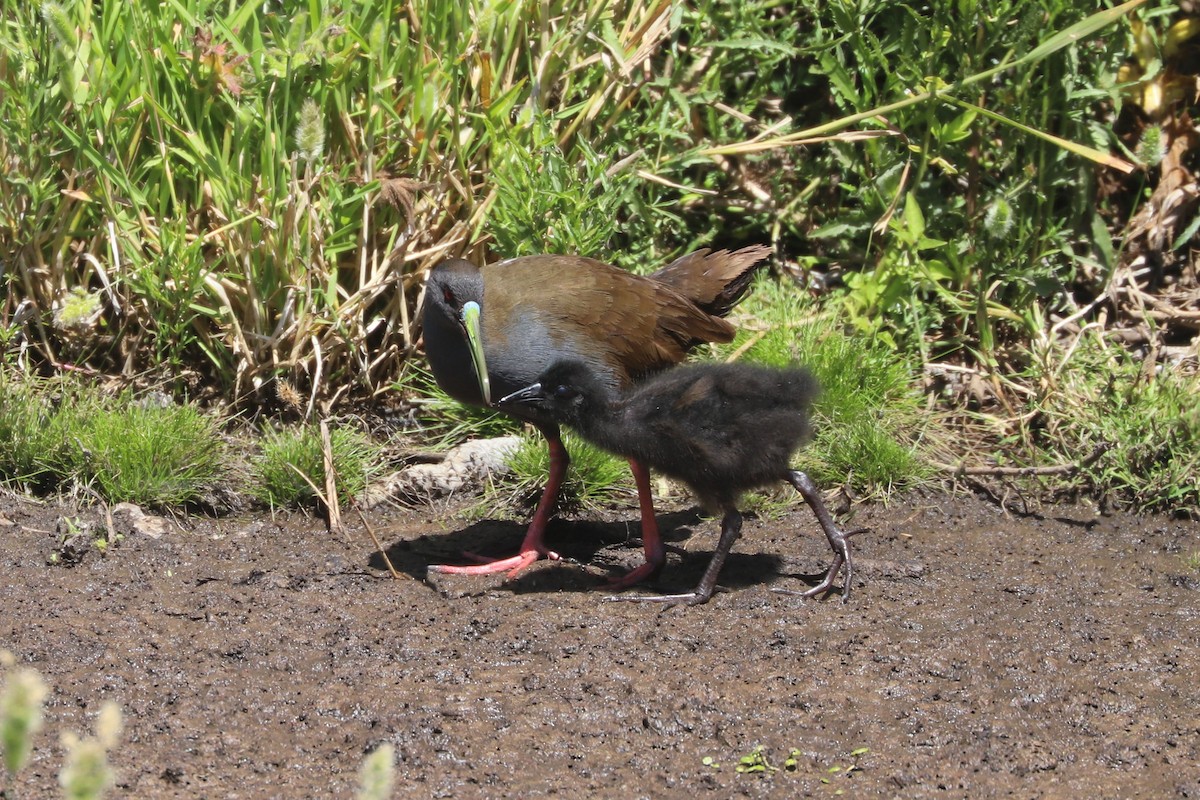 blyrikse - ML646841143