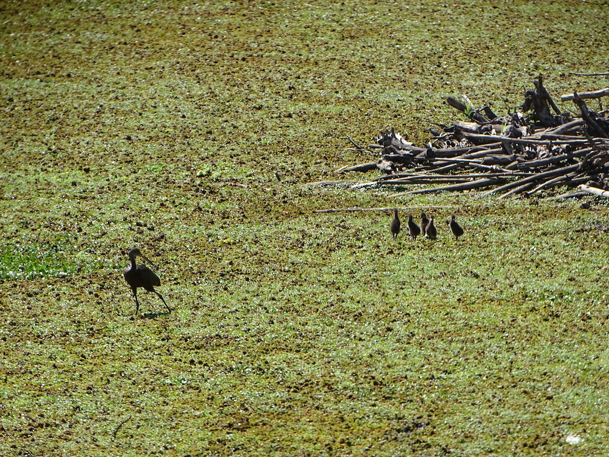 Limpkin - ML646841144