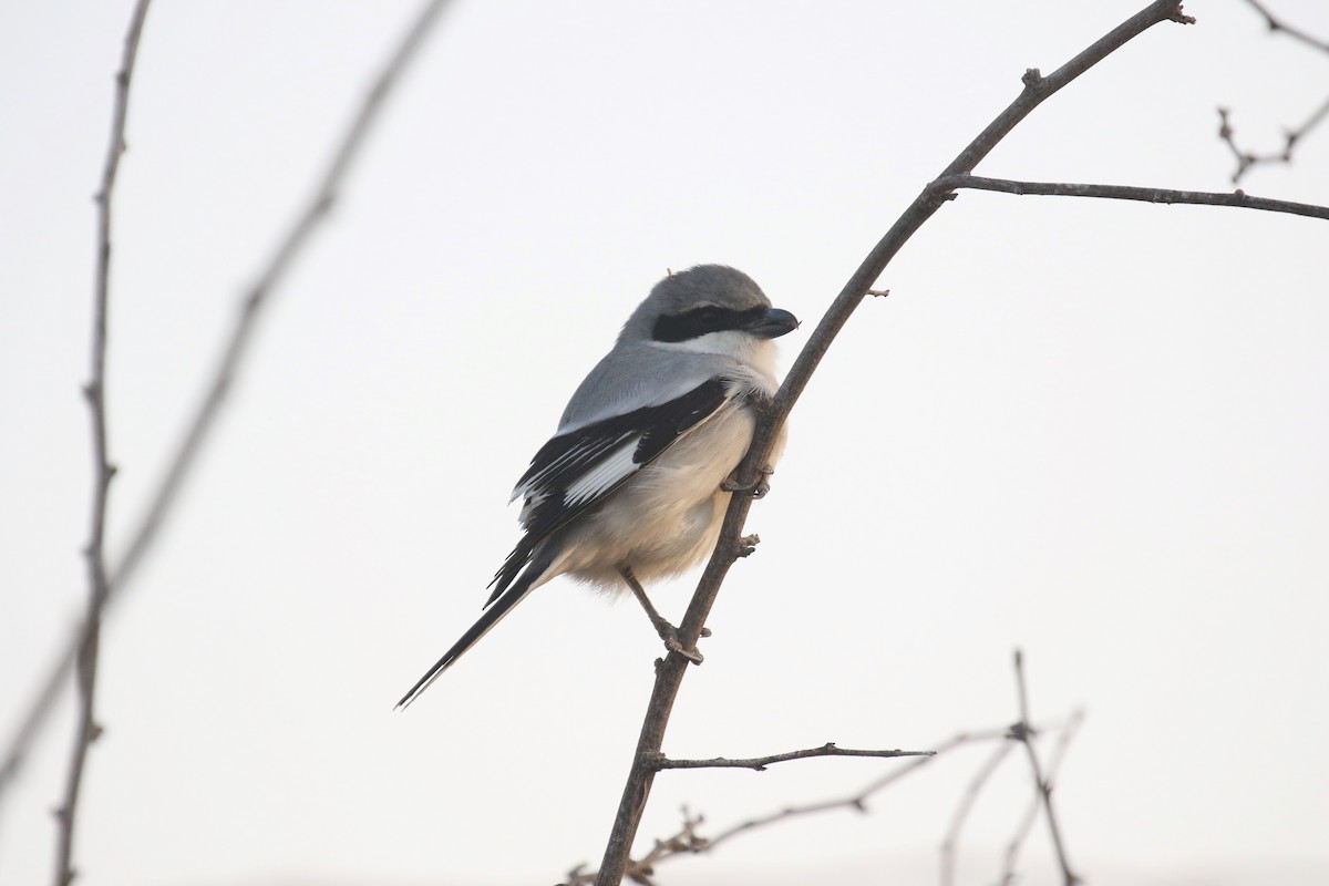 ťuhýk šedý (ssp. aucheri/buryi) - ML646841145