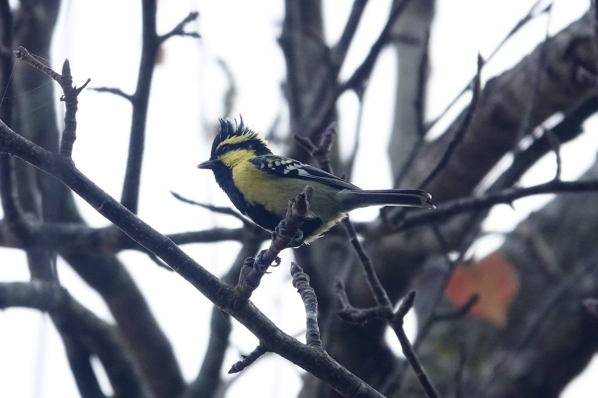 Himalayan Black-lored Tit - ML646841148