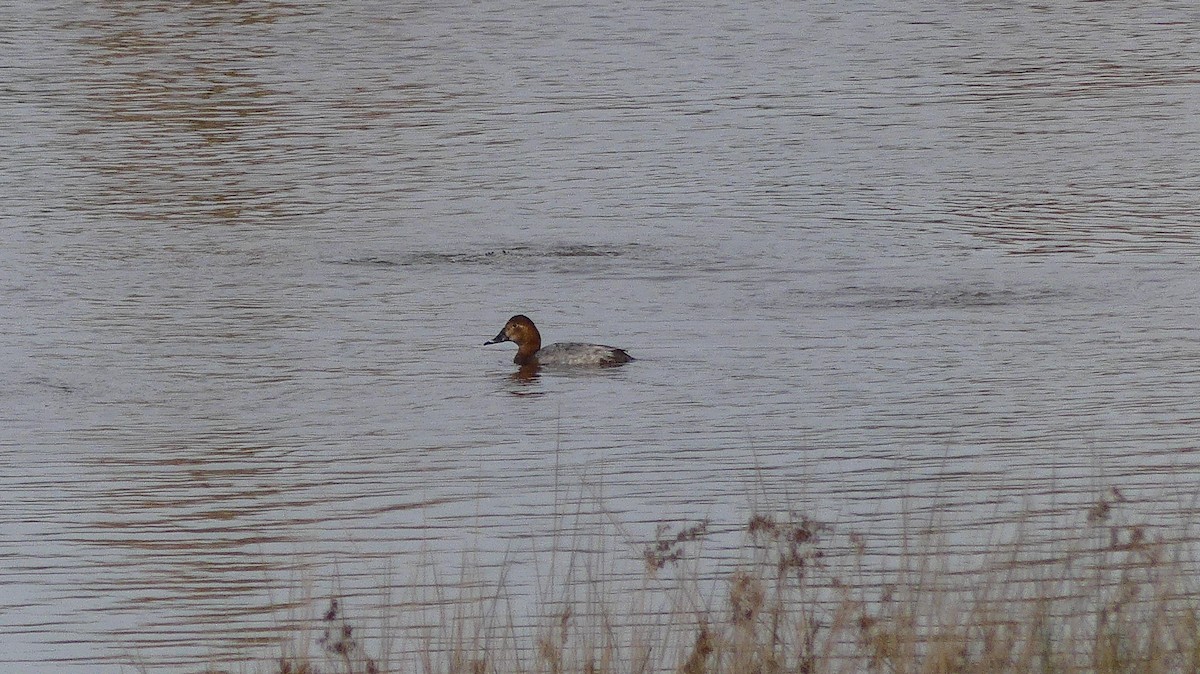 taffeland - ML646841149