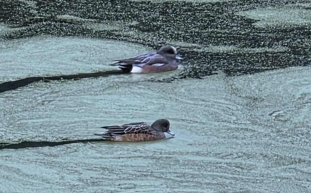 Silbón Americano - ML646841150