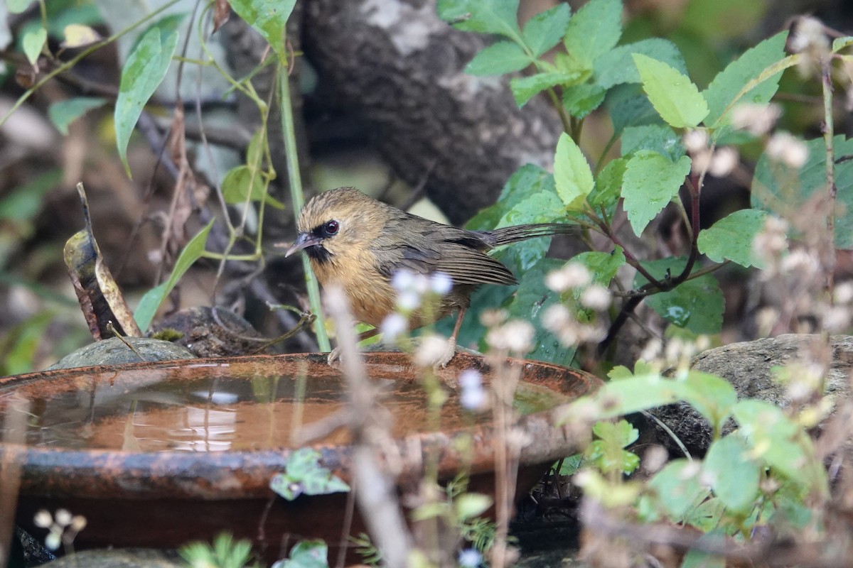 Black-chinned Babbler - ML646841153