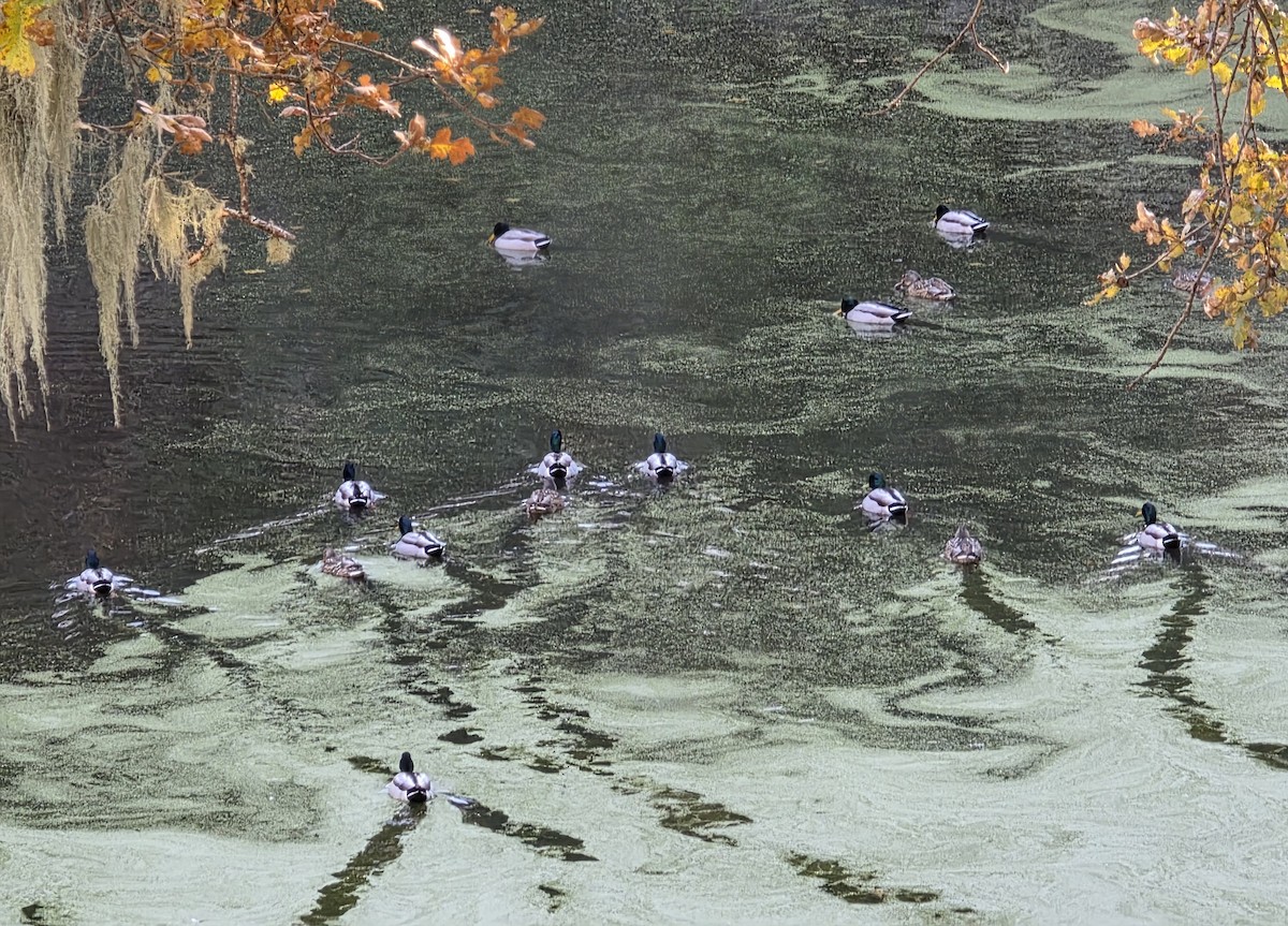 Ánade Azulón - ML646841154