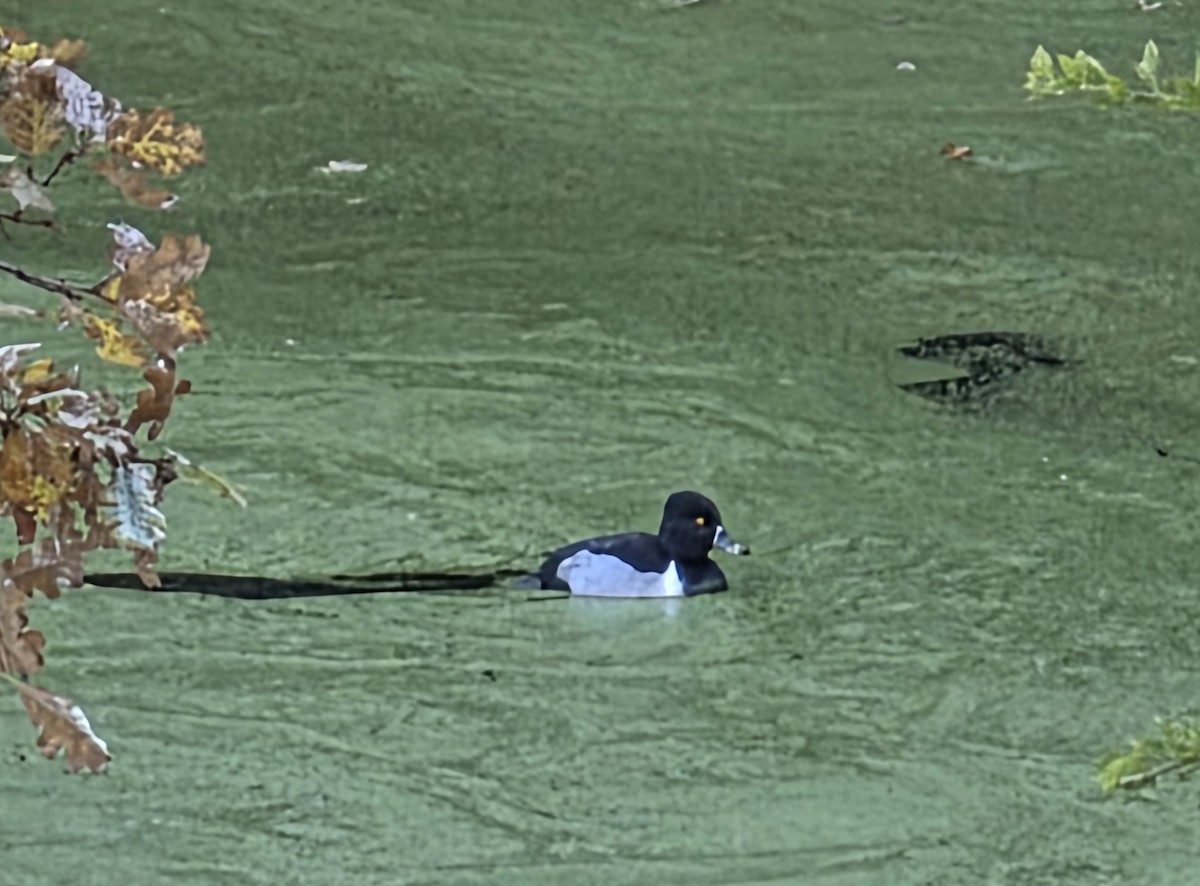 Porrón Acollarado - ML646841155