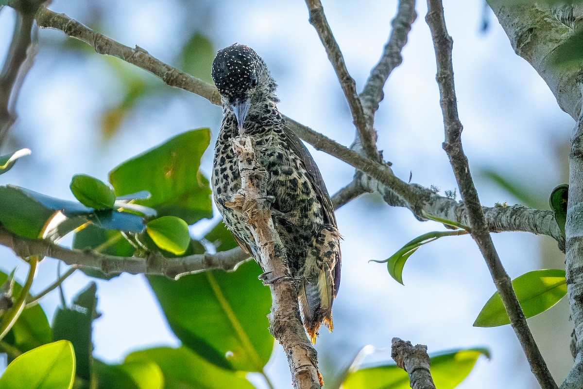 Knysna Woodpecker - ML646841159