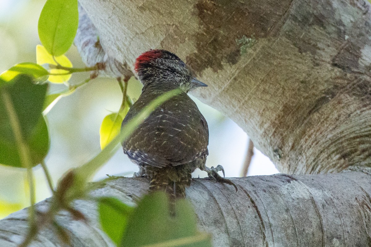 Knysna Woodpecker - ML646841160