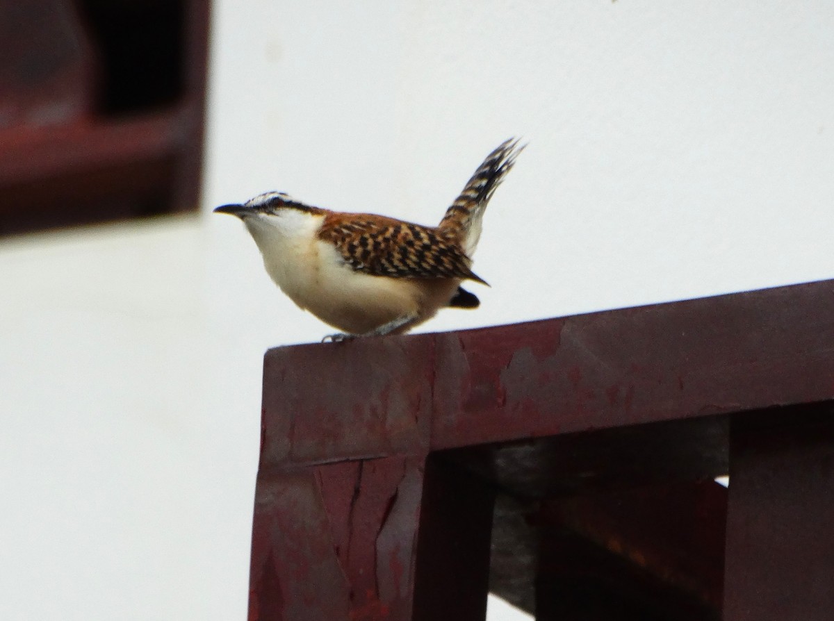Rufous-backed Wren - ML646841165
