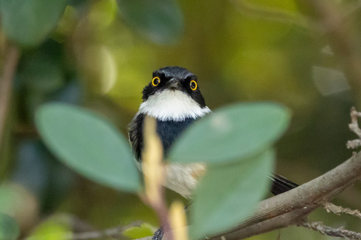 Cape Batis (Cape) - ML646841166