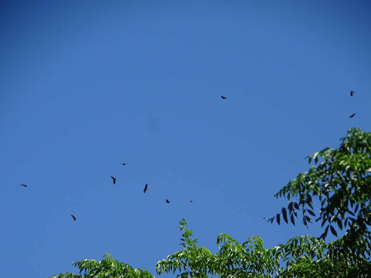 Snail Kite - ML646841167