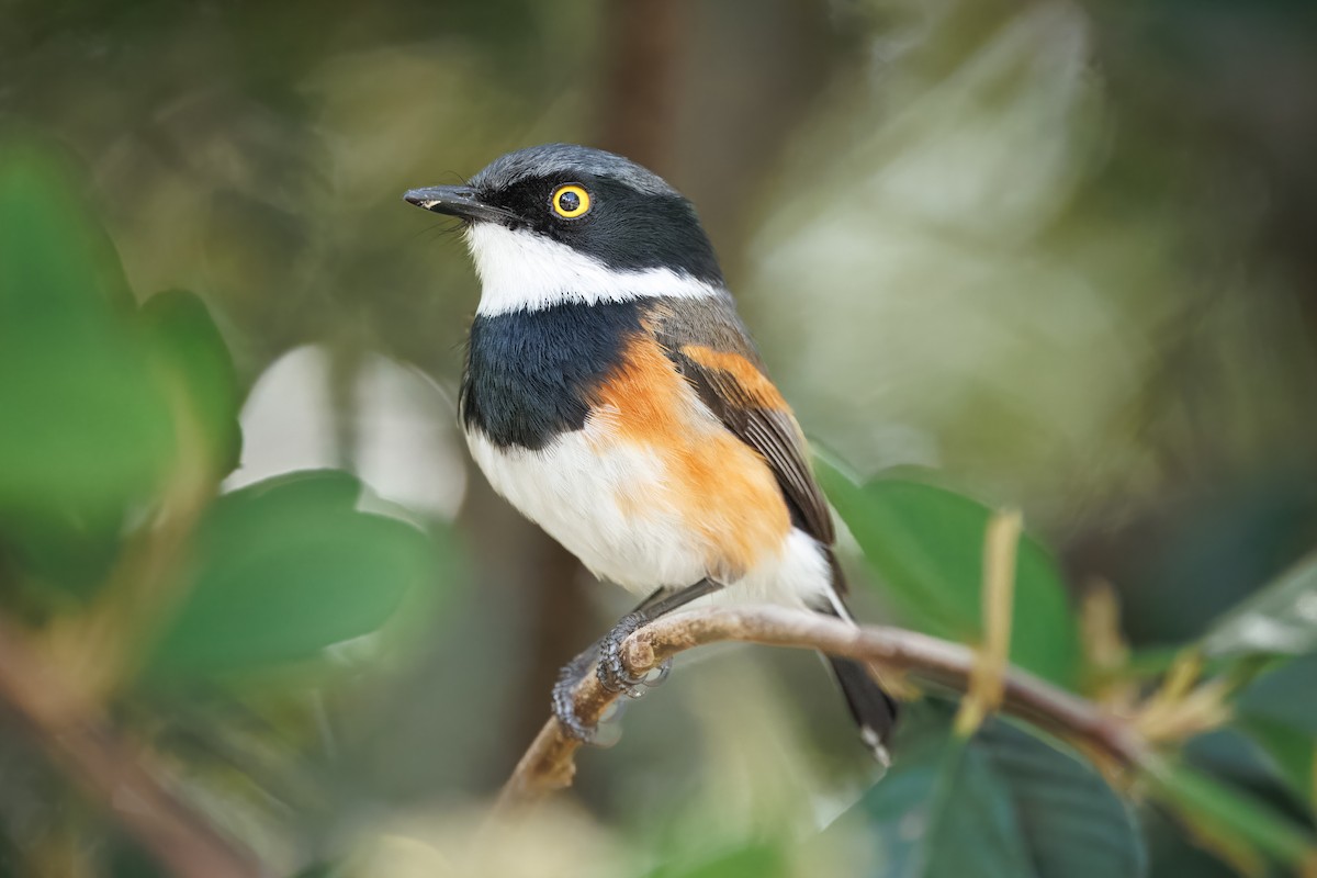Cape Batis (Cape) - ML646841168