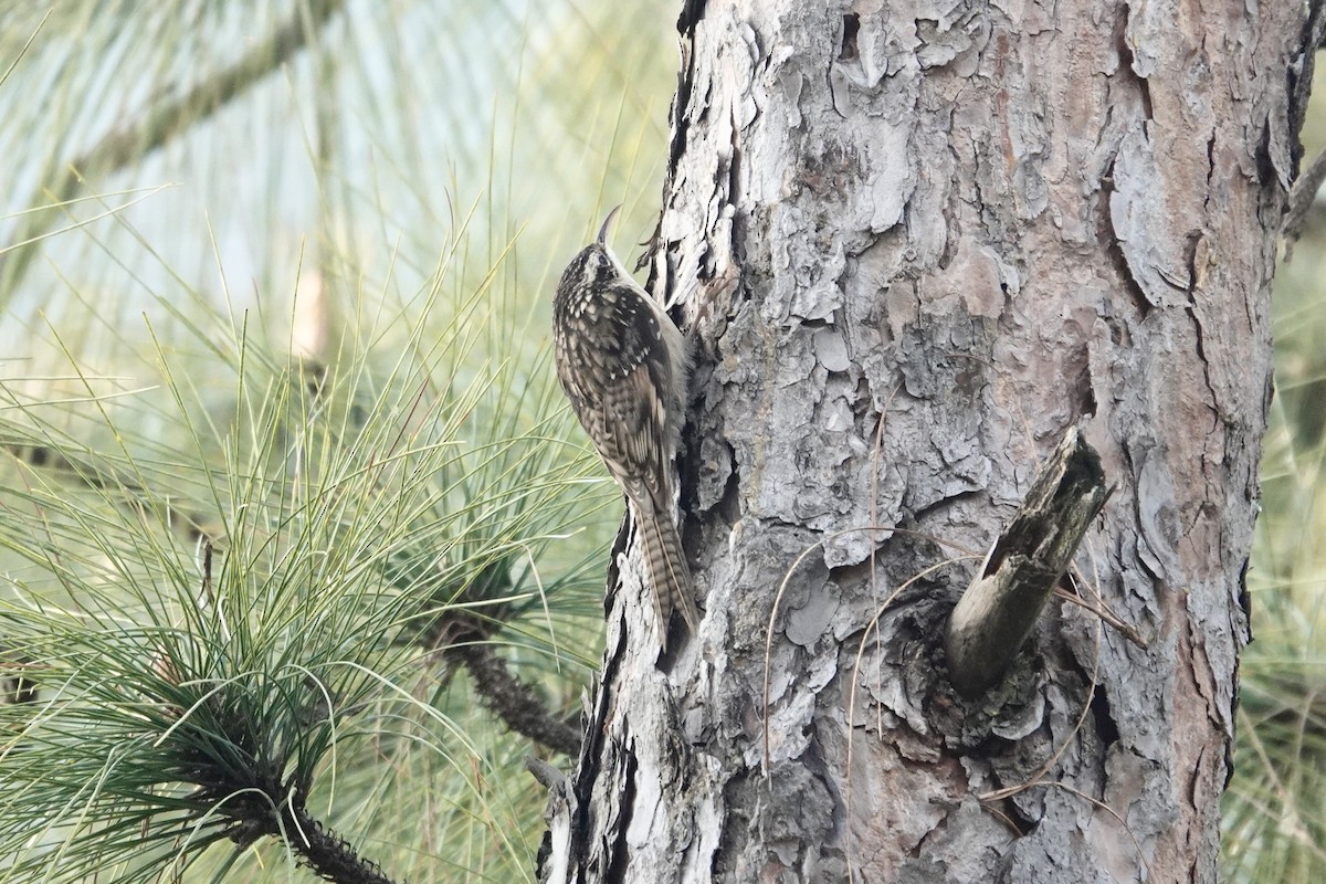 Bar-tailed Treecreeper - ML646841169
