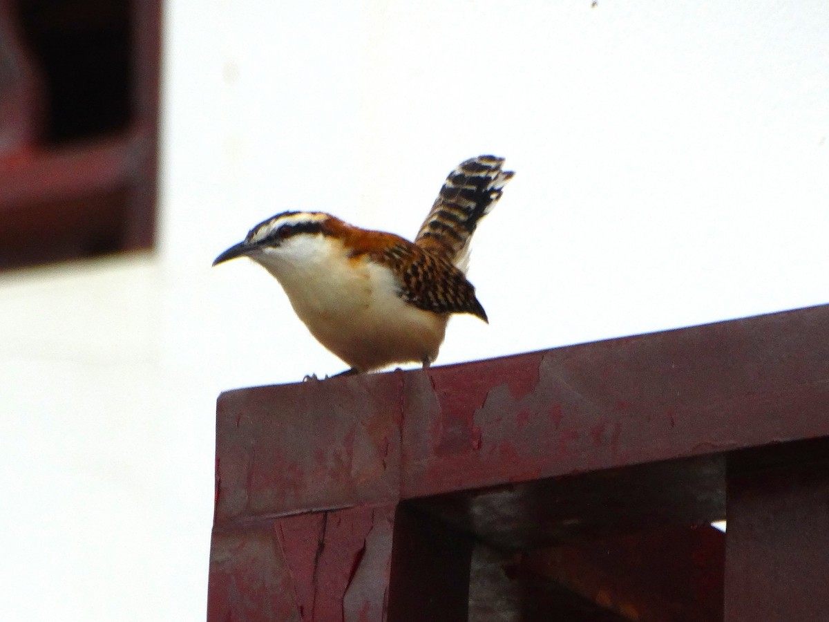 Cucarachero Dorsicastaño - ML646841172