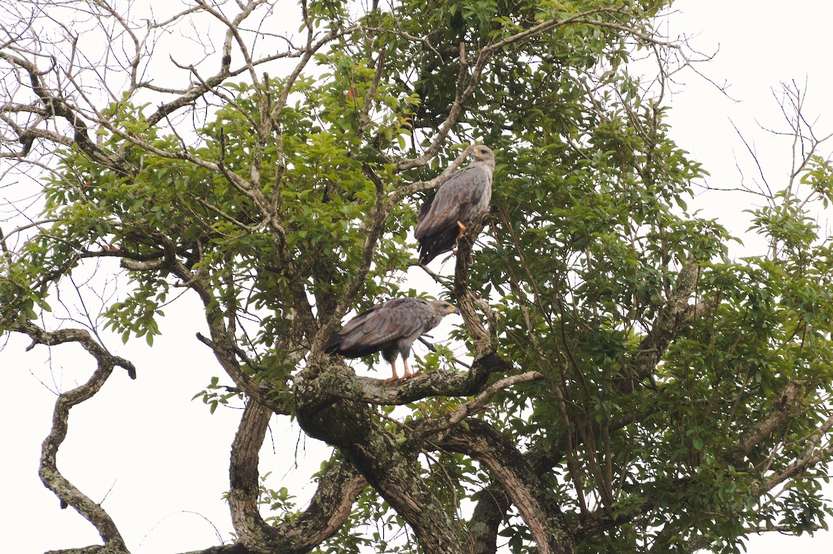 Орел-самітник чубатий - ML646841173