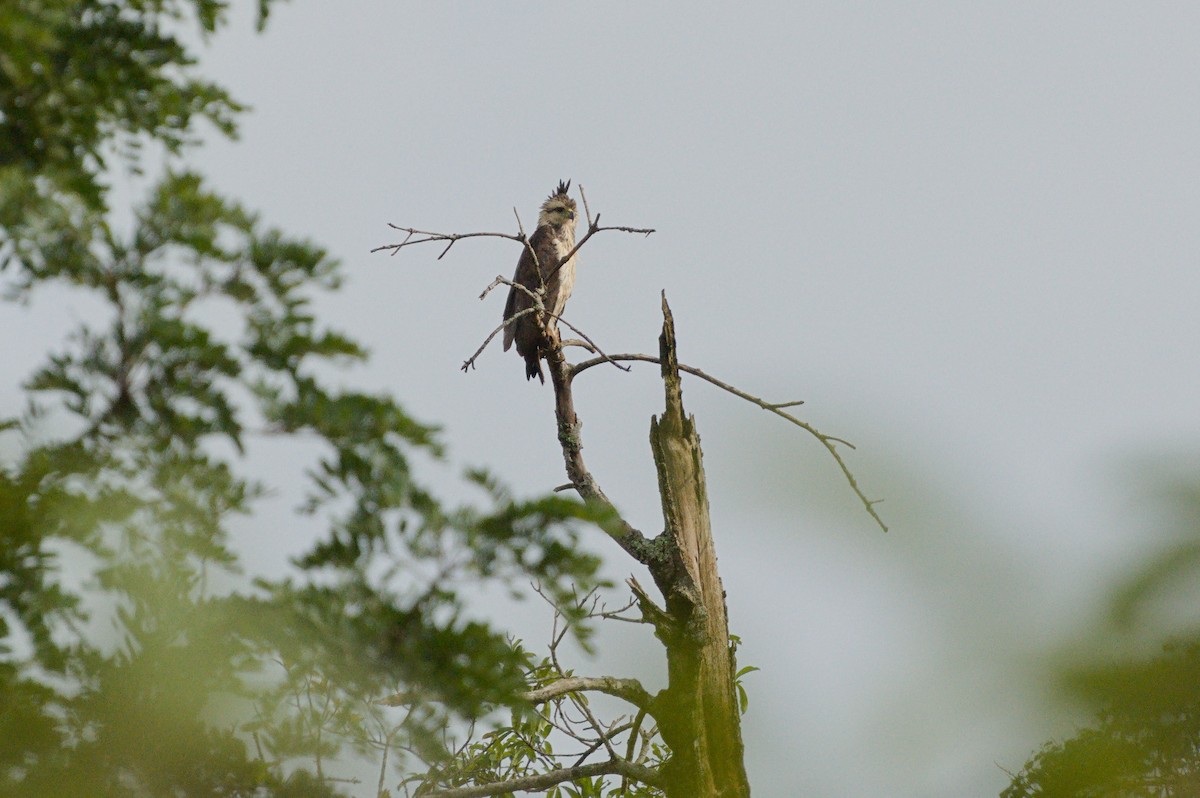 Орел-самітник чубатий - ML646841174