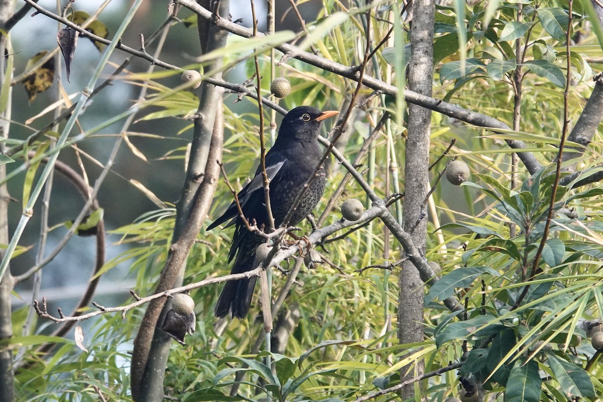 Gray-winged Blackbird - ML646841176