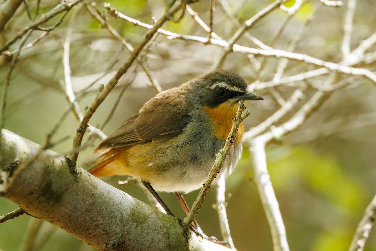 Cape Robin-Chat - ML646841177