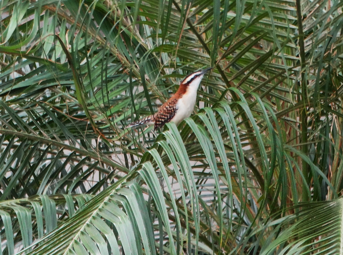 Cucarachero Dorsicastaño - ML646841178