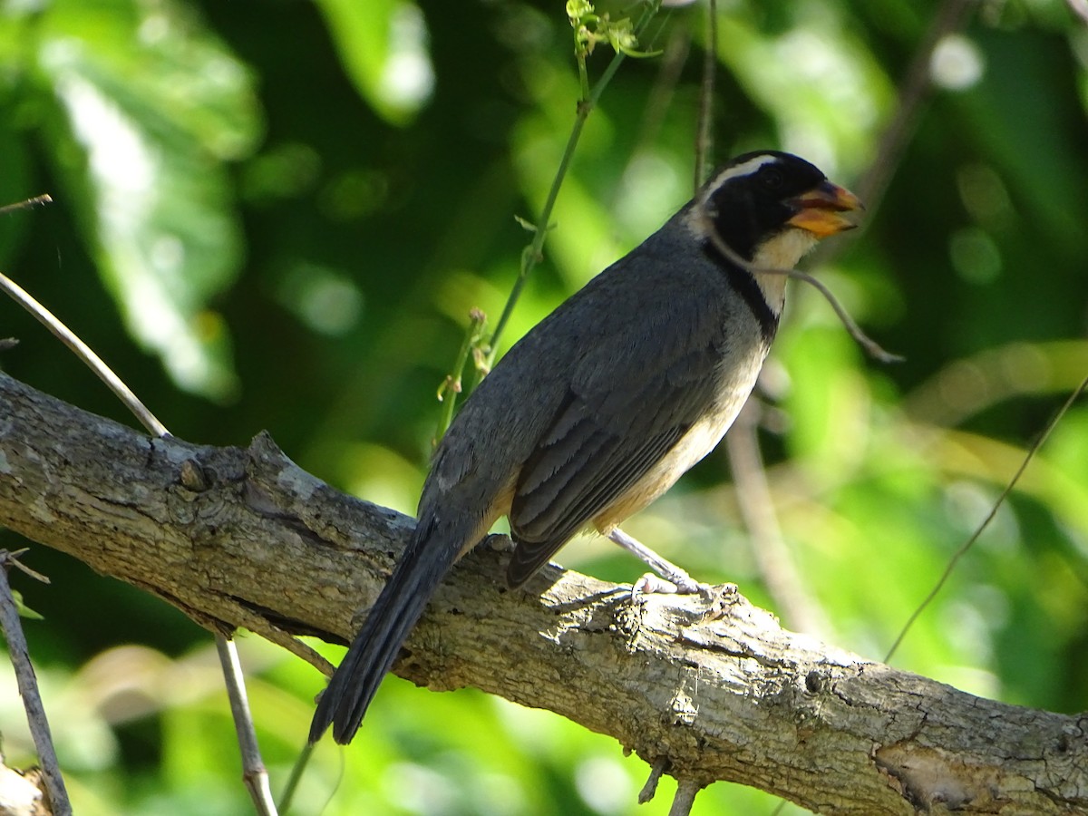 Golden-billed Saltator - ML646841180