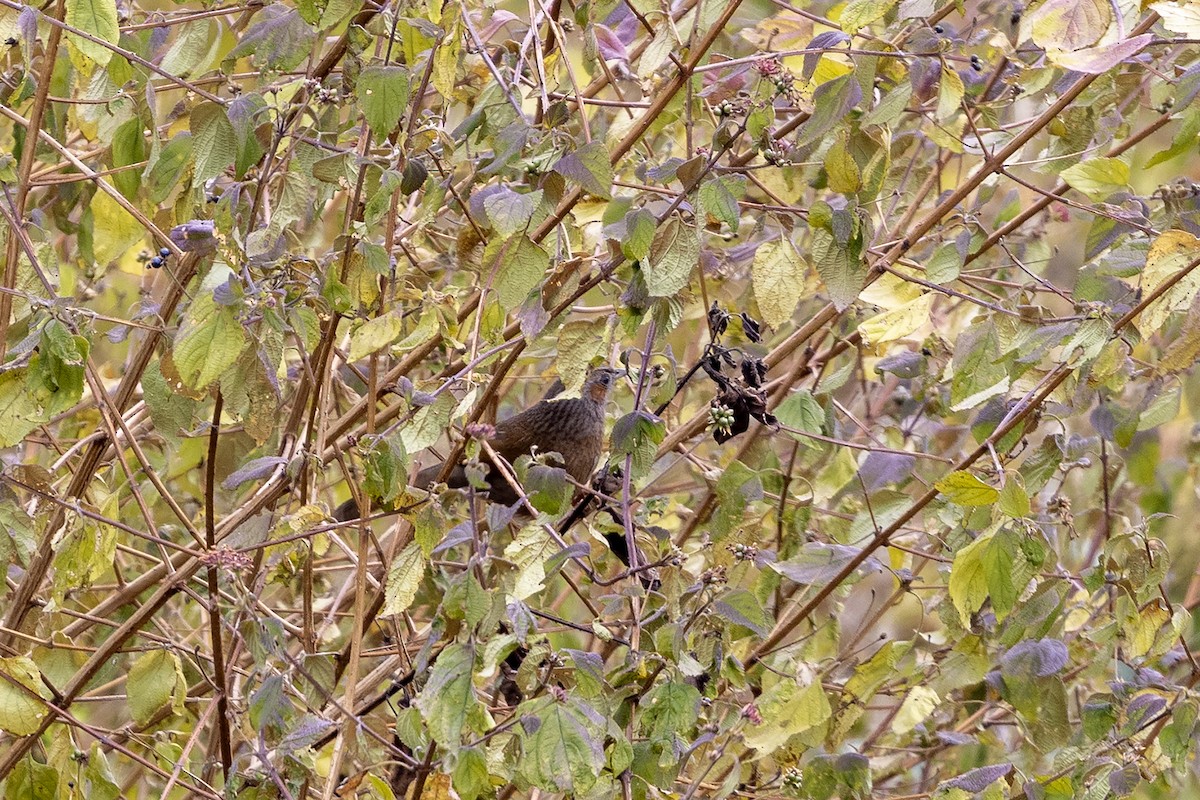 Streaked Laughingthrush - ML646841182