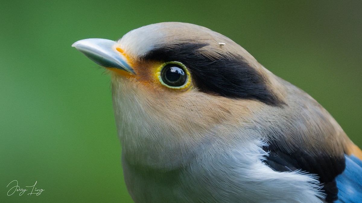 Рогодзьоб синьокрилий - ML646841183