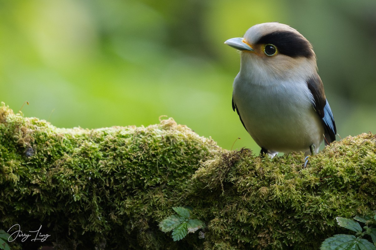 Рогодзьоб синьокрилий - ML646841184