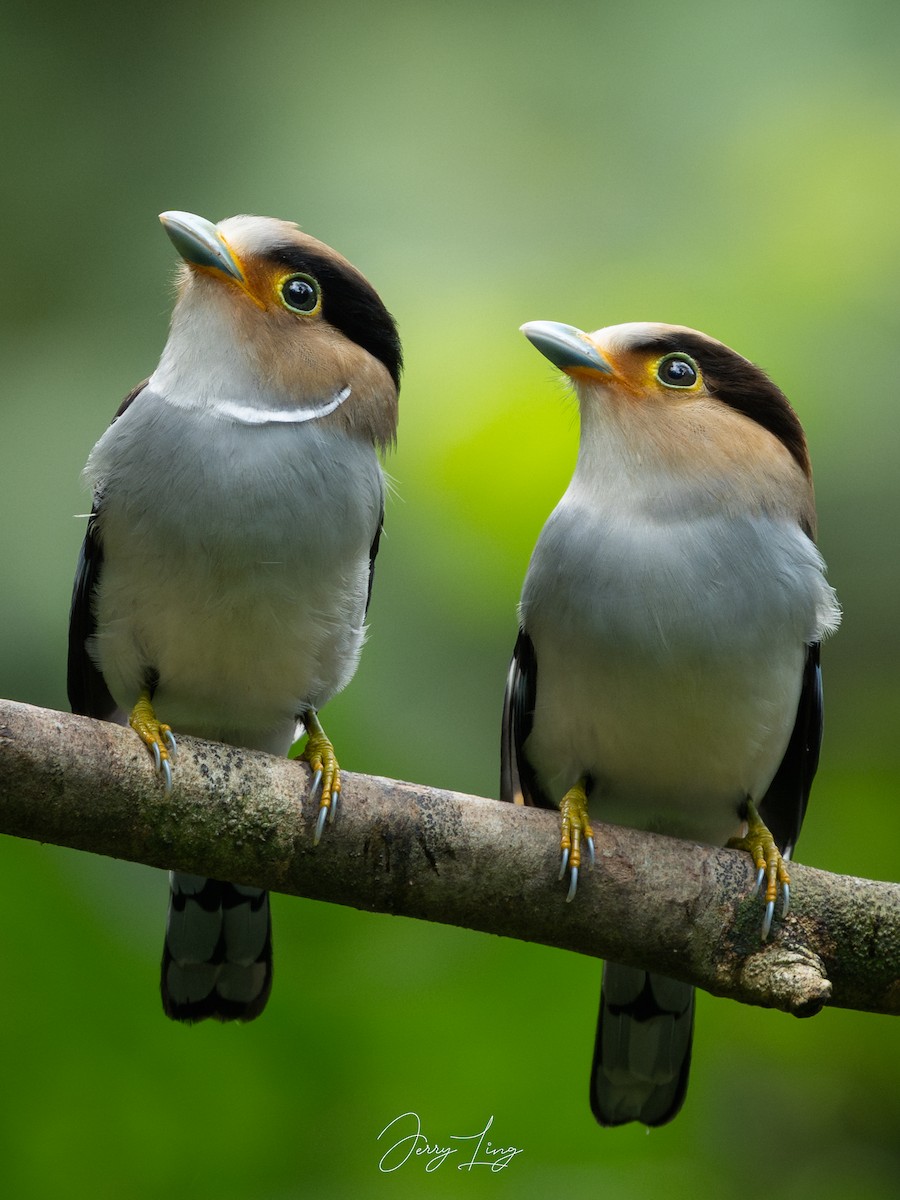 Рогодзьоб синьокрилий - ML646841185