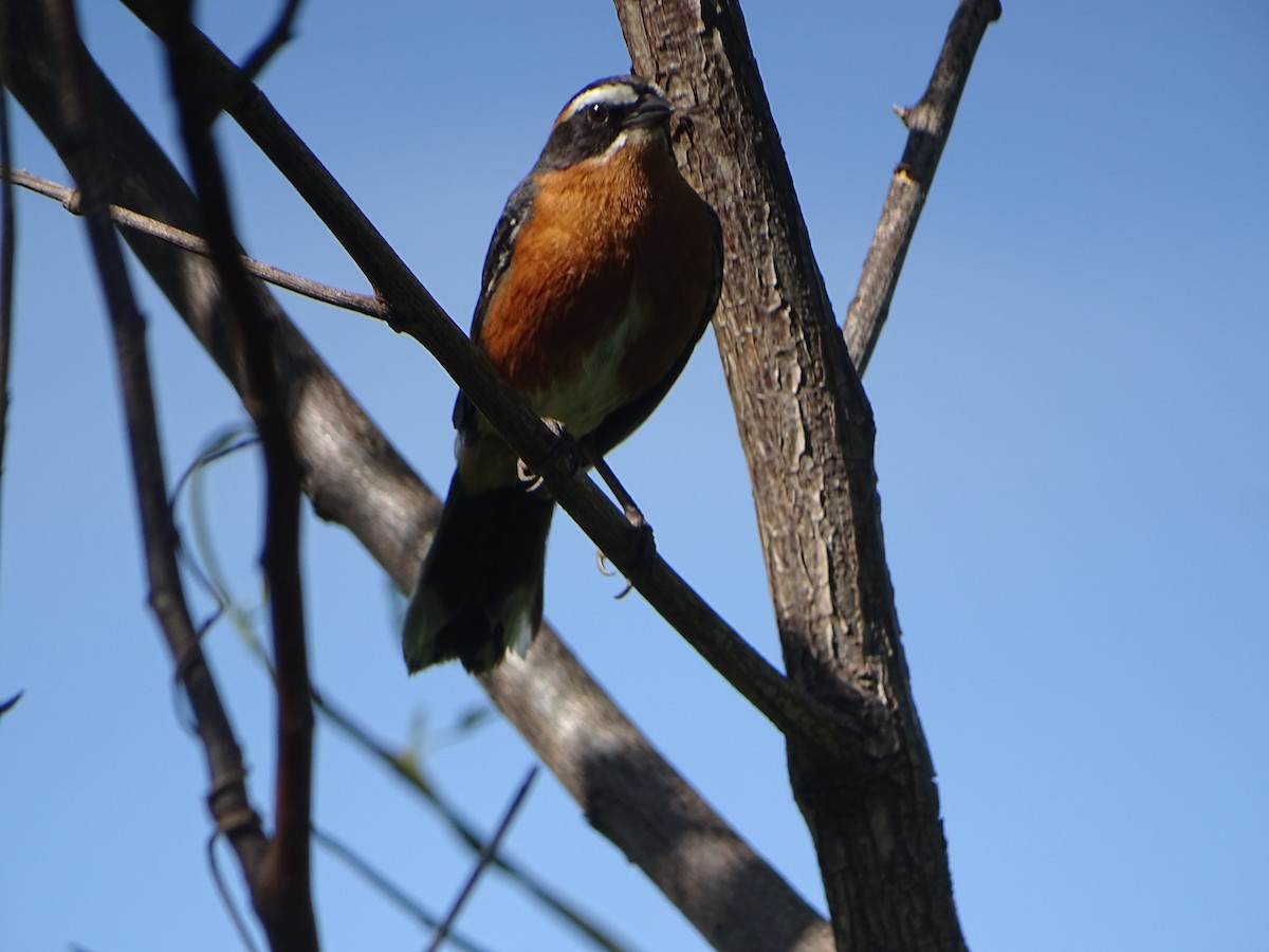 Black-and-rufous Warbling Finch - ML646841198