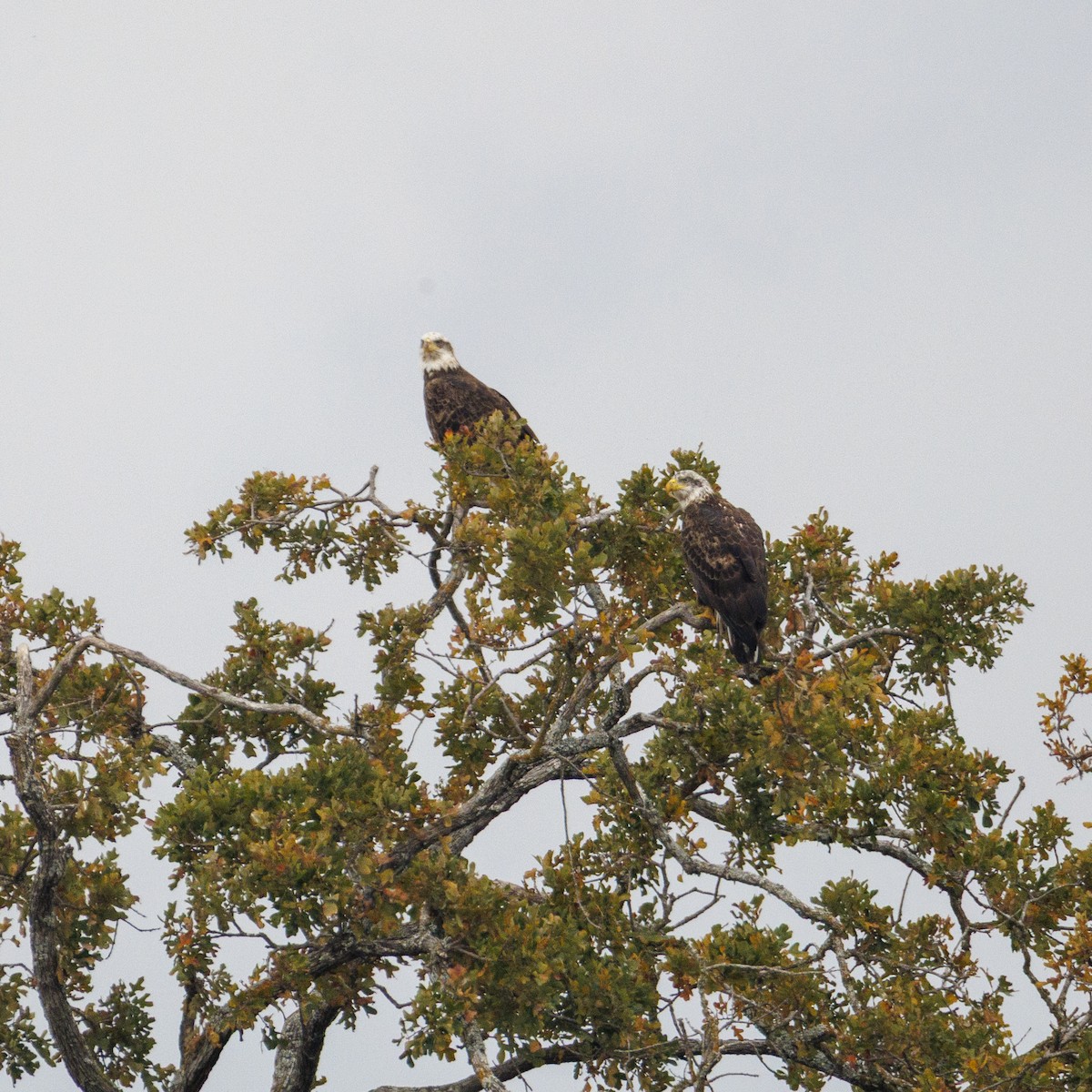 Bald Eagle - ML646841199