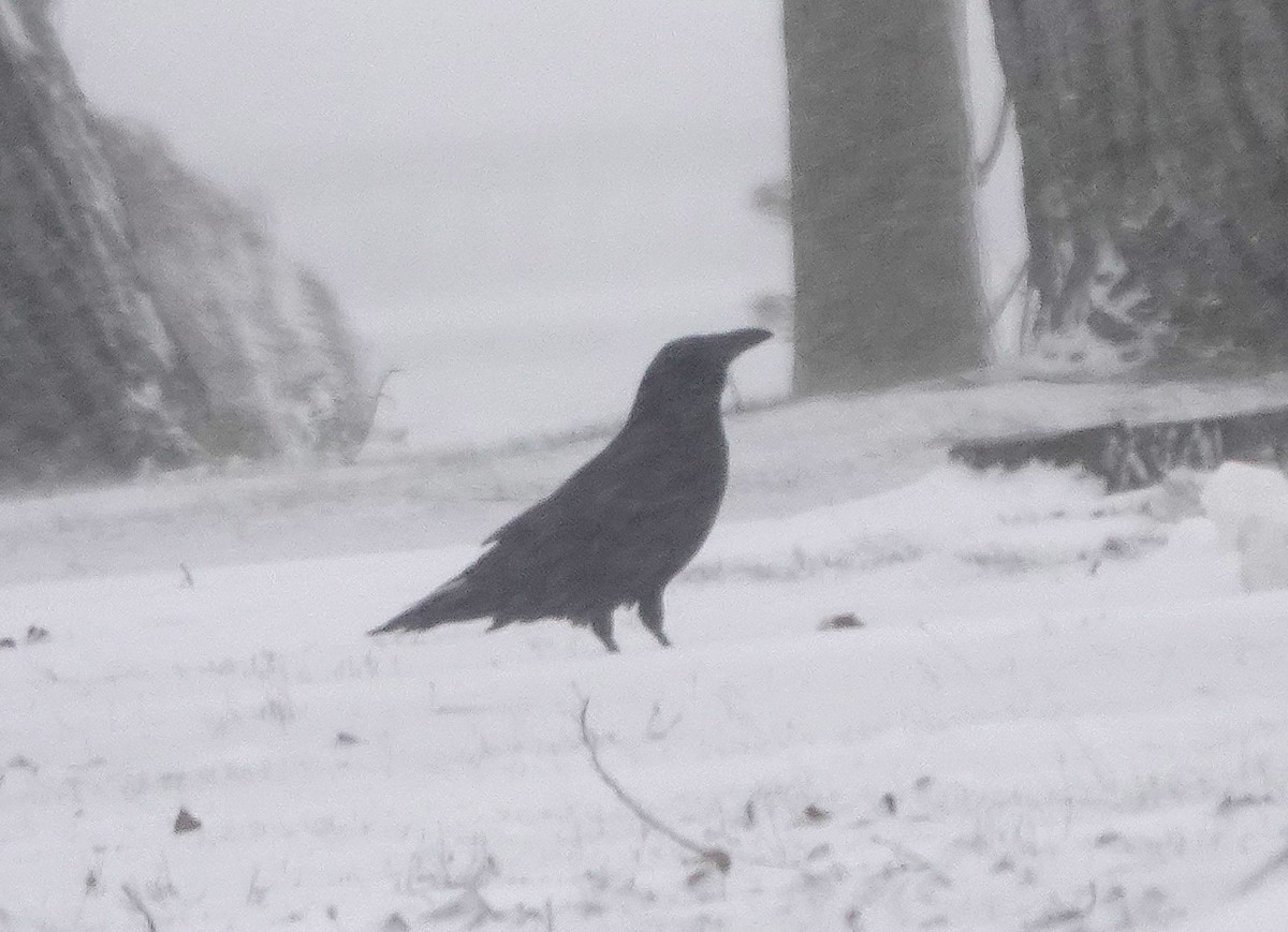 Common Raven - ML646841203