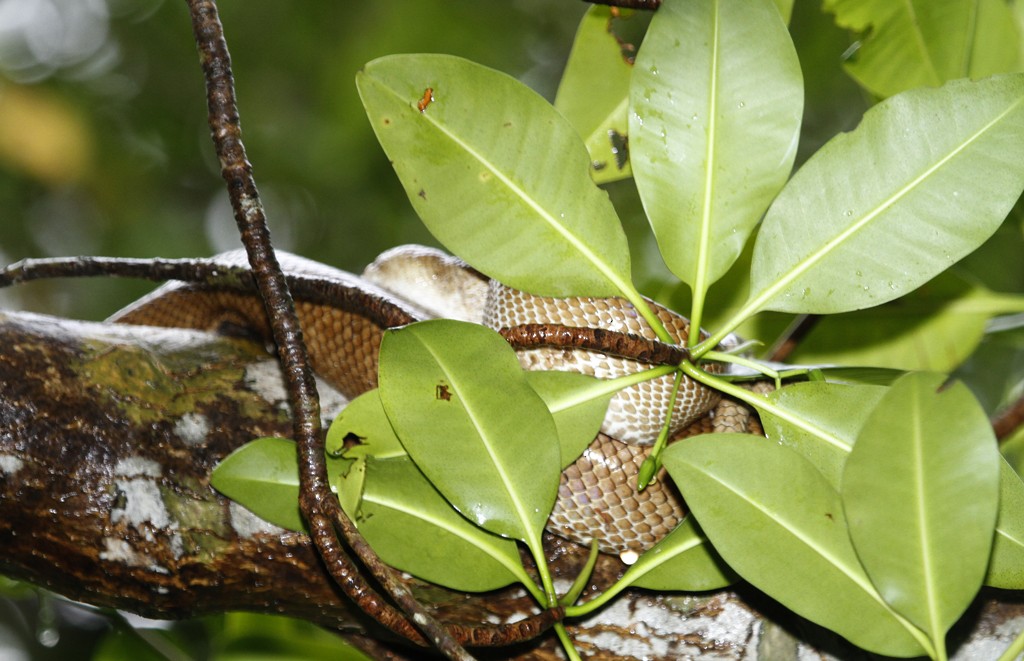 Dormilona - ML646841207