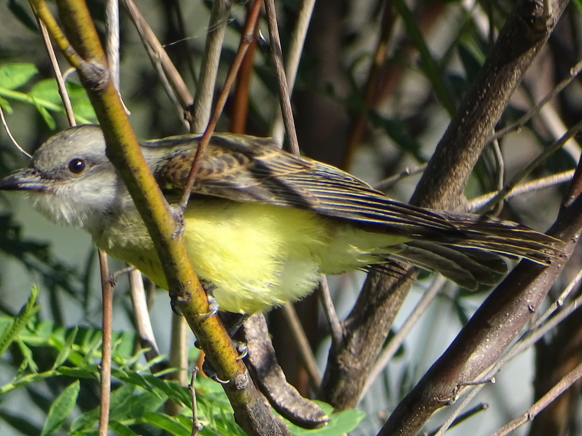 Tropical Kingbird - ML646841208