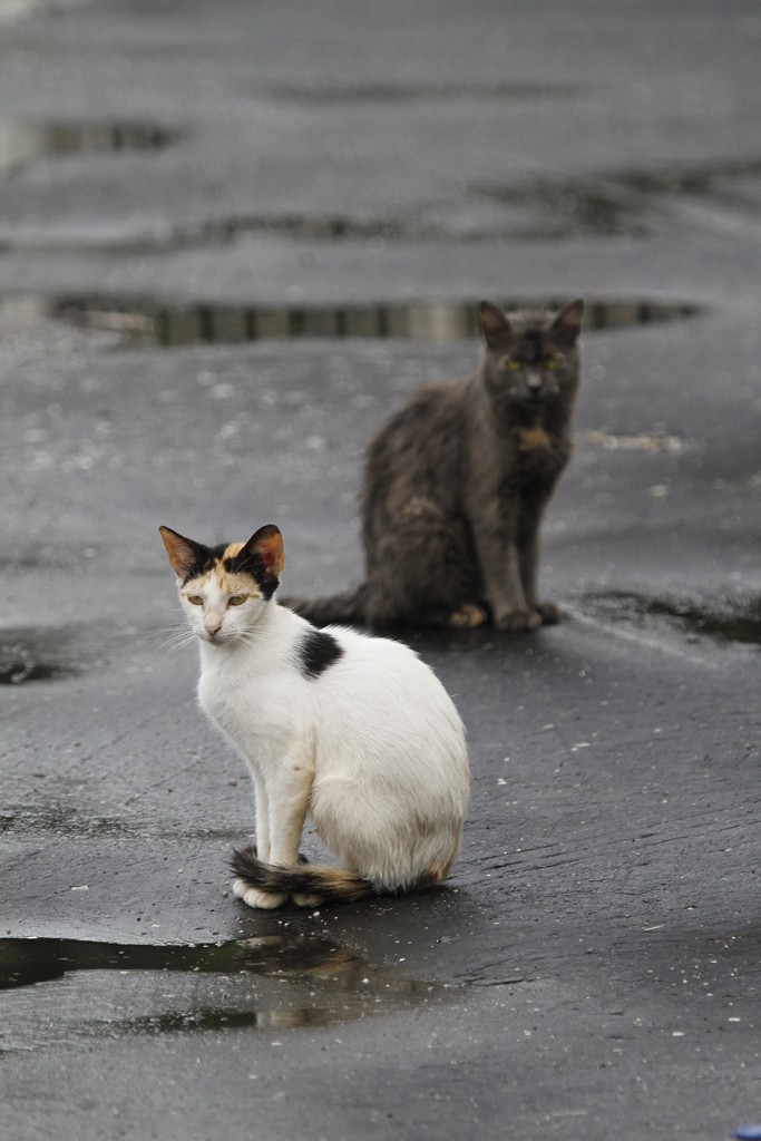 Domestic Cat - ML646841209