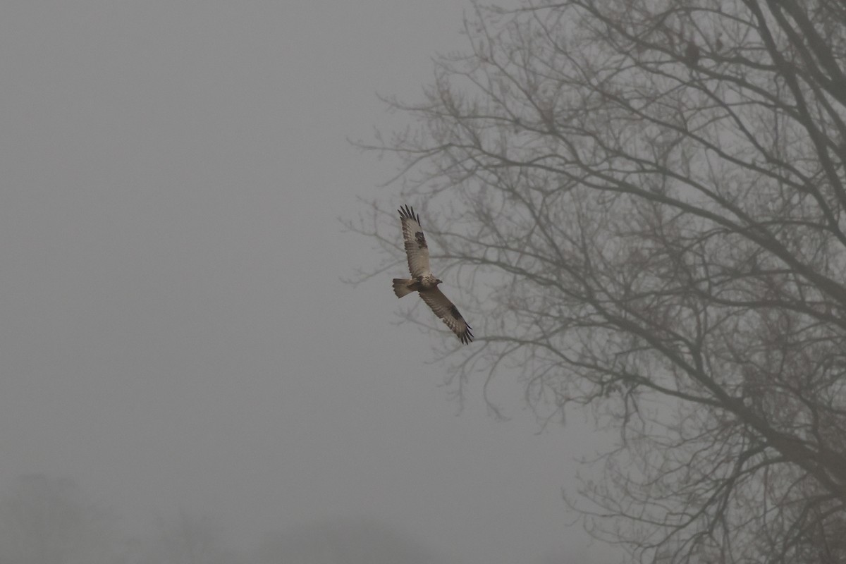 Rough-legged Hawk - ML646841211