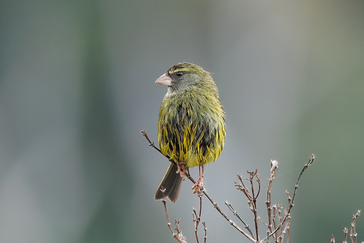 Forest Canary - ML646841212