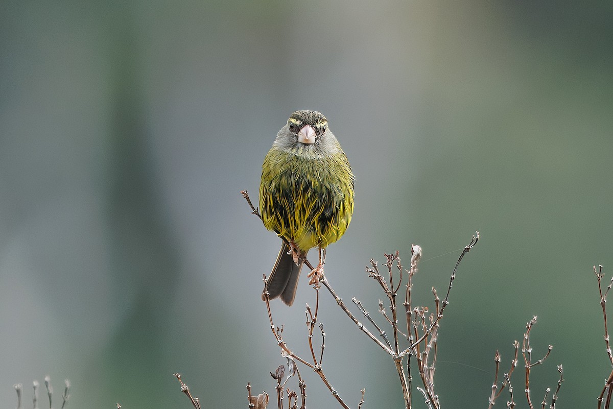 Forest Canary - ML646841213