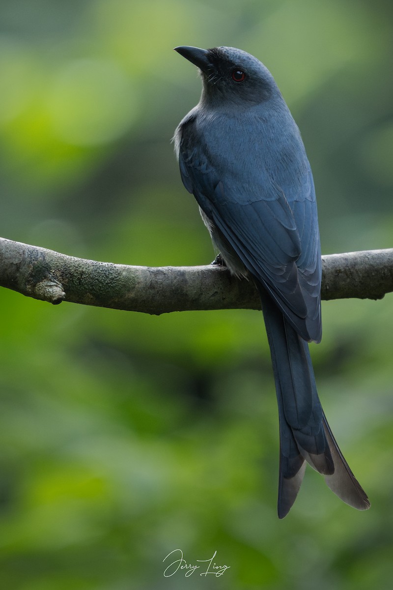 ハイイロオウチュウ - ML646841214