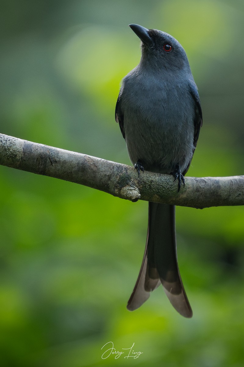 ハイイロオウチュウ - ML646841215