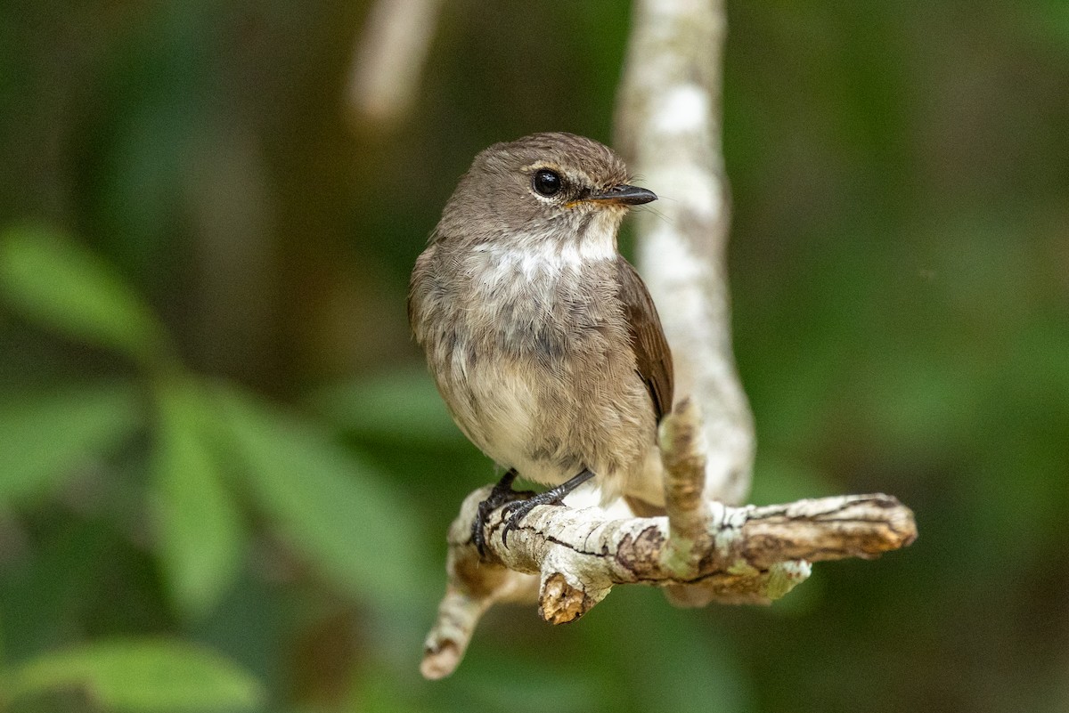 African Dusky Flycatcher - ML646841216