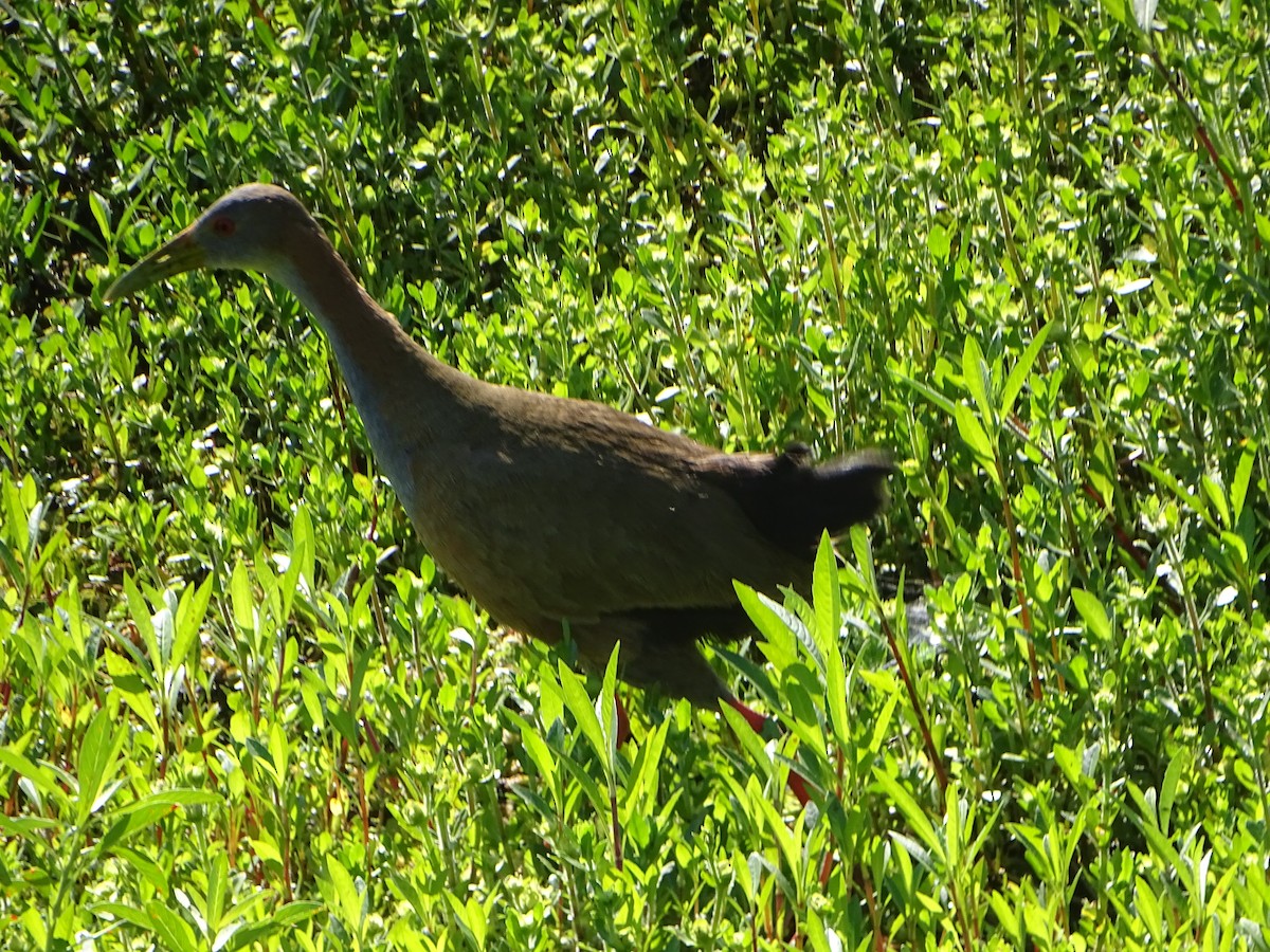 Giant Wood-Rail - ML646841219