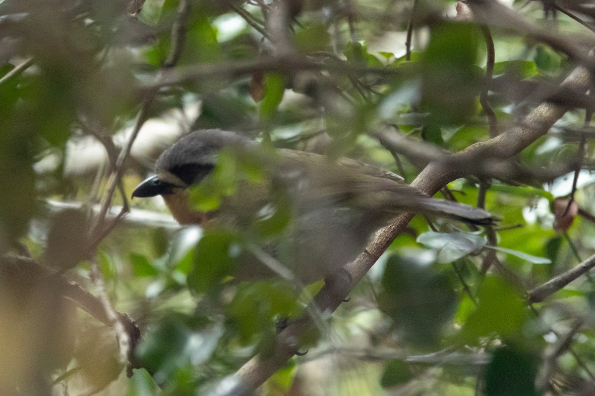 Olive Bushshrike - ML646841220