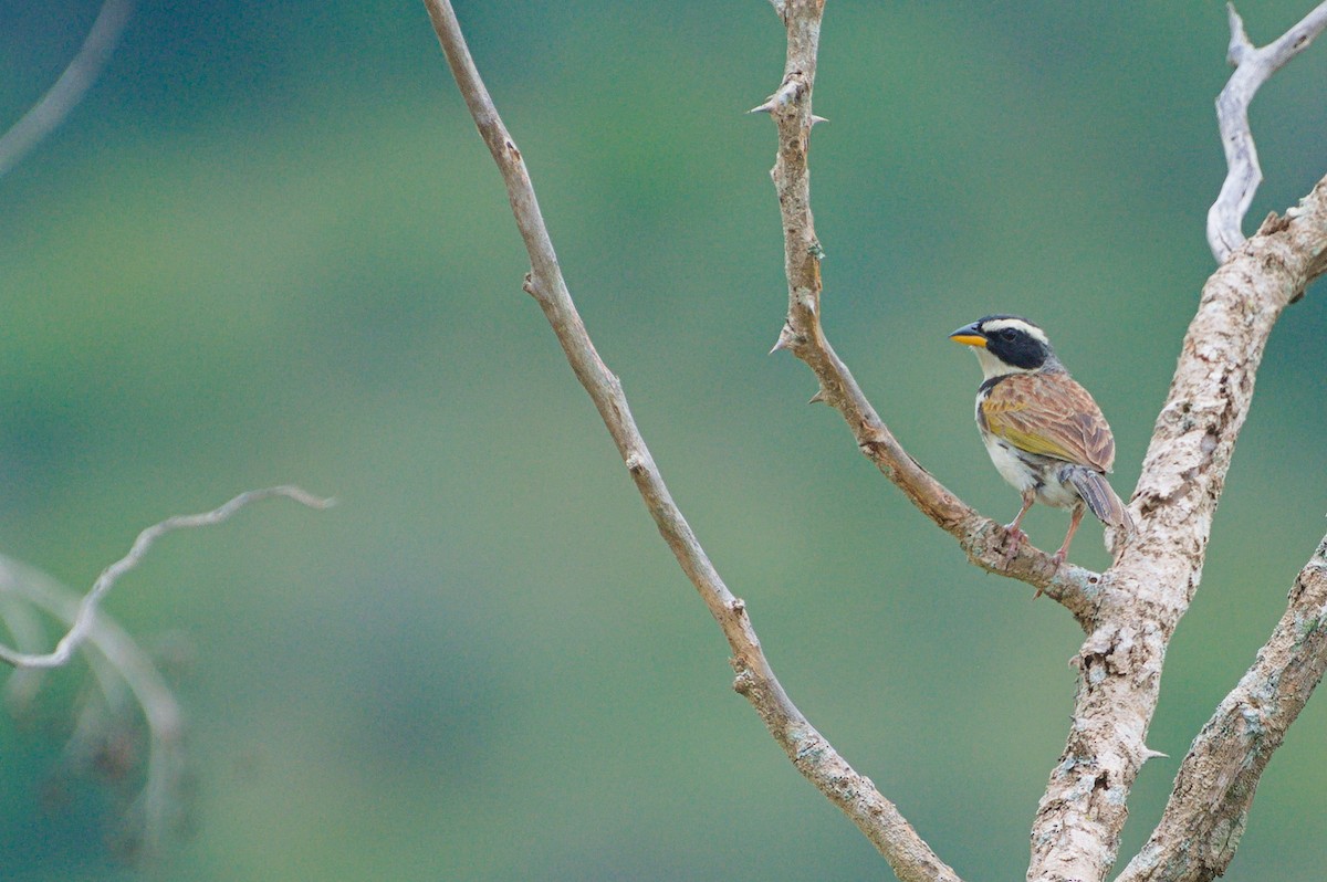 Вівсянчик чорнощокий - ML646841221