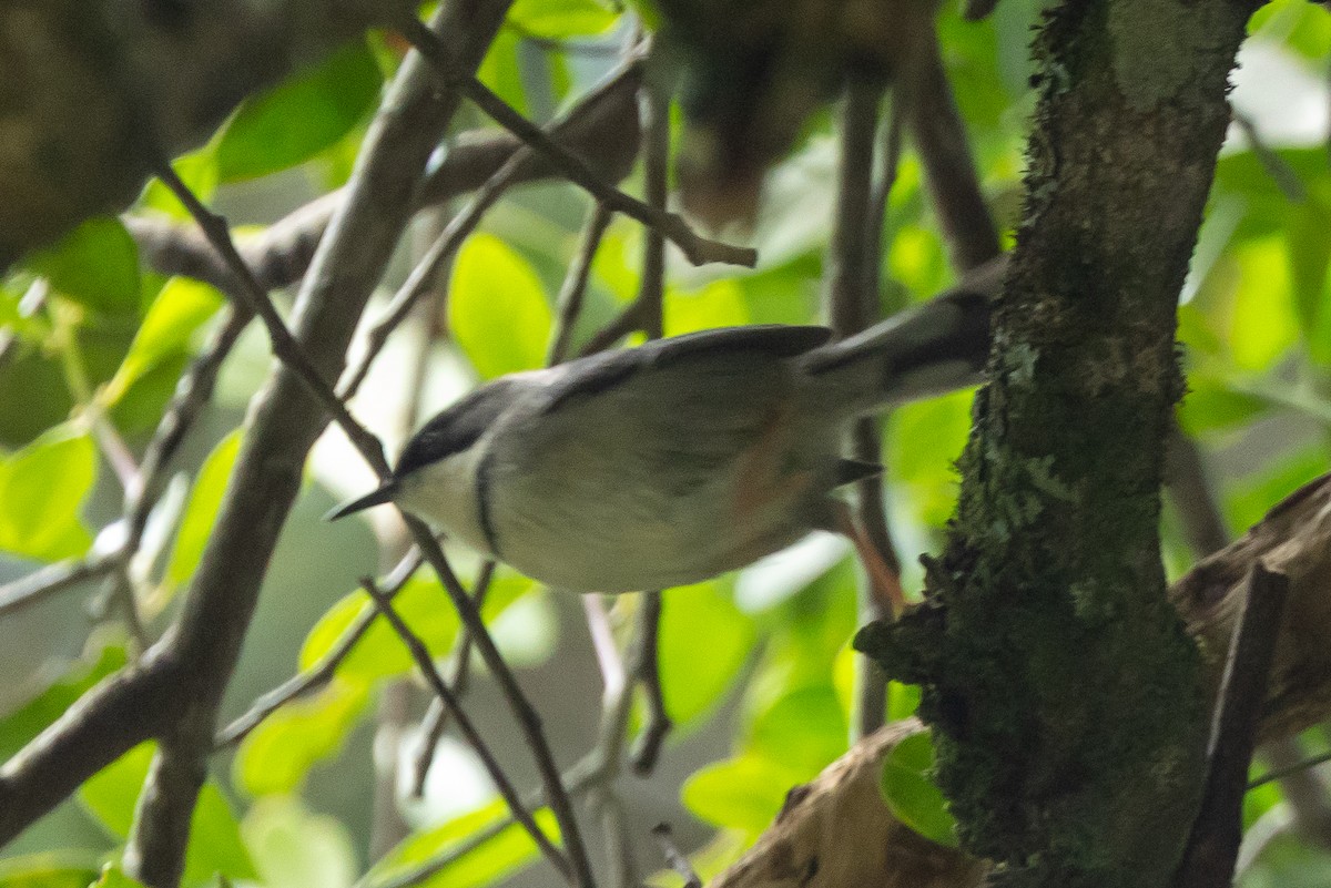 Bar-throated Apalis - ML646841223