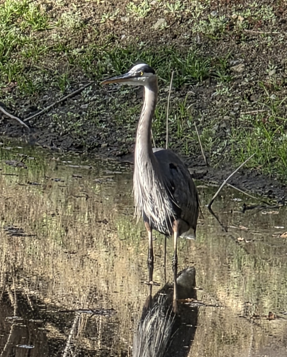 Garza Azulada - ML646841226