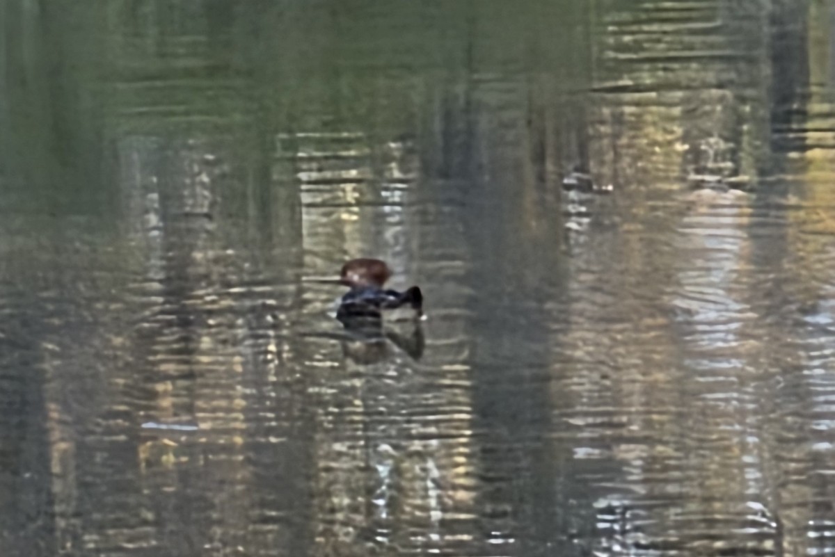 Serreta Capuchona - ML646841232